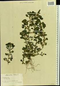 Amaranthus blitum L., Eastern Europe, Central region (E4) (Russia)