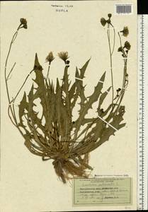 Scorzoneroides autumnalis subsp. autumnalis, Eastern Europe, West Ukrainian region (E13) (Ukraine)