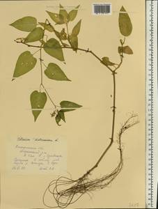 Solanum dulcamara L., Eastern Europe, Central forest region (E5) (Russia)