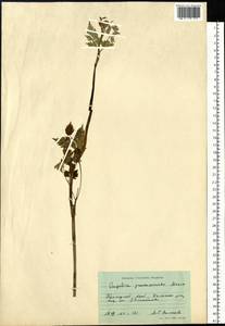 Ostericum grosseserratum (Maxim.) Kitag., Siberia, Russian Far East (S6) (Russia)