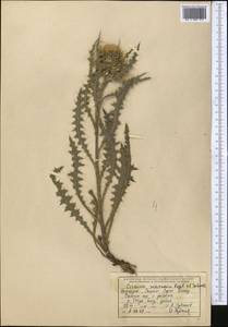 Cirsium semenovii Regel & Schmalh., Middle Asia, Northern & Central Tian Shan (M4) (Kyrgyzstan)