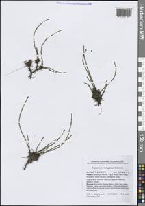 Equisetum variegatum Schleich. ex F.Weber & D.Mohr, Western Europe (EUR) (Spain)