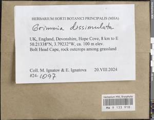 Grimmia dissimulata E. Maier, Bryophytes, Bryophytes - Western Europe (BEu) (United Kingdom)