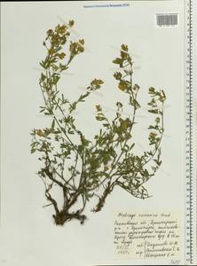 Medicago falcata subsp. falcata, Eastern Europe, Rostov Oblast (E12a) (Russia)