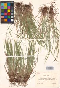 Carex montana L., Eastern Europe, Eastern region (E10) (Russia)