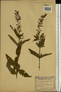 Scrophularia umbrosa Dumort., Eastern Europe, North Ukrainian region (E11) (Ukraine)