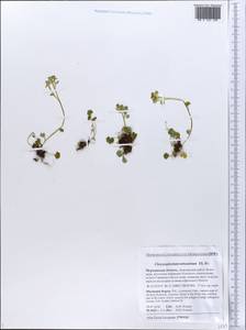 Chrysosplenium tetrandrum (N. Lund) Th. Fr., Eastern Europe, Northern region (E1) (Russia)