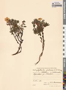 Dasiphora fruticosa (L.) Rydb., Siberia, Chukotka & Kamchatka (S7) (Russia)