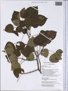 Populus tremuloides Michx., America (AMER) (United States)