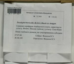Encalypta brevicolla (Bruch & Schimp.) Ångstr., Bryophytes, Bryophytes - Krasnoyarsk Krai, Tyva & Khakassia (B17) (Russia)
