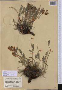 Hedysarum schellianum Knjaz., Middle Asia, Muyunkumy, Balkhash & Betpak-Dala (M9) (Kazakhstan)