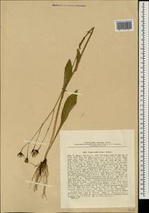 Crepis mollis (Jacq.) Asch., Eastern Europe, North Ukrainian region (E11) (Ukraine)