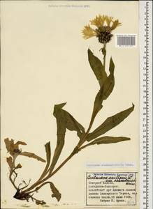 Centaurea cheiranthifolia Willd., Caucasus, Stavropol Krai, Karachay-Cherkessia & Kabardino-Balkaria (K1b) (Russia)