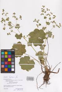 Alchemilla heptagona Juz., Eastern Europe, Central region (E4) (Russia)