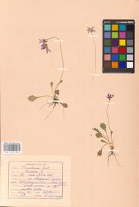 Primula cuneifolia Ledeb., Siberia, Russian Far East (S6) (Russia)