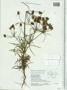 Plantago arenaria Waldst. & Kit., Eastern Europe, Central region (E4) (Russia)