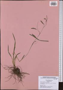 Carex sylvatica Huds., Eastern Europe, Central region (E4) (Russia)