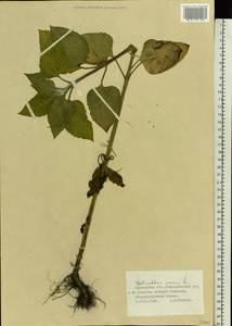 Helianthus annuus L., Eastern Europe, Northern region (E1) (Russia)