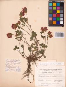 Trifolium pratense L., Eastern Europe, North-Western region (E2) (Russia)