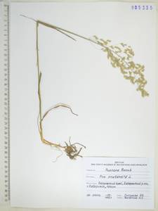Poa pratensis L., Siberia, Russian Far East (S6) (Russia)