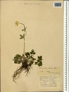 Ranunculus buhsei Boiss., Caucasus, North Ossetia, Ingushetia & Chechnya (K1c) (Russia)