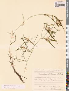 Potamogeton obtusifolius Mert. & W.D.J.Koch, Siberia, Chukotka & Kamchatka (S7) (Russia)