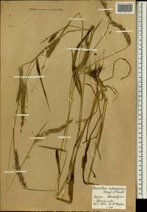 Pennisetum polystachion, Africa (AFR) (Mali)