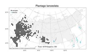 Plantago lanceolata L., Atlas of the Russian Flora (FLORUS) (Russia)