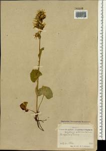 Ligularia sibirica (L.) Cass., Mongolia (MONG) (Mongolia)