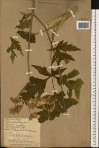 Heracleum sphondylium subsp. sibiricum (L.) Simonk., Eastern Europe, North Ukrainian region (E11) (Ukraine)