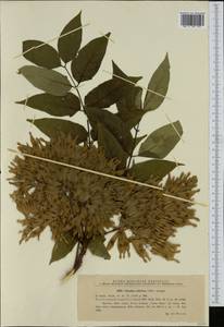 Ailanthus altissima (Miller) Swingle, Western Europe (EUR) (Romania)