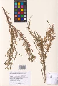 Tamarix gracilis Willd., Middle Asia, Caspian Ustyurt & Northern Aralia (M8) (Kazakhstan)