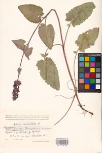 Salvia verticillata L., Eastern Europe, Moscow region (E4a) (Russia)
