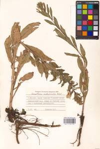 Oenothera ×rubricaulis Kleb., Eastern Europe, Moscow region (E4a) (Russia)