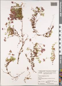Thymus indigirkensis Karav., Siberia, Central Siberia (S3) (Russia)