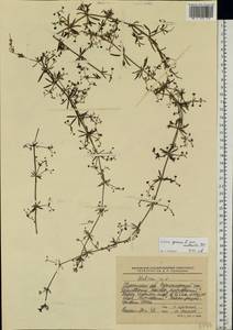 Galium spurium L., Eastern Europe, South Ukrainian region (E12) (Ukraine)