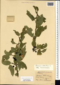 Rhamnus cathartica L., Caucasus, Armenia (K5) (Armenia)