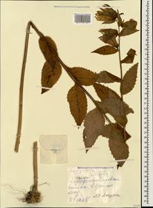 Campanula latifolia L., Caucasus, Georgia (K4) (Georgia)