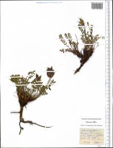 Oxytropis maydelliana Trautv., Siberia, Chukotka & Kamchatka (S7) (Russia)