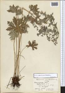 Geranium igoschinae, Eastern Europe, Eastern region (E10) (Russia)