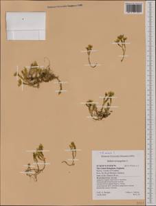 Sedum acre L., Western Europe (EUR) (United Kingdom)