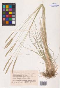 Koeleria delavignei Czern. ex Domin, Eastern Europe, Lower Volga region (E9) (Russia)