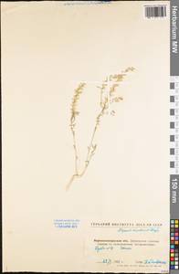 Alyssum turkestanicum Regel & Schmalh. ex Regel, Eastern Europe, North Ukrainian region (E11) (Ukraine)