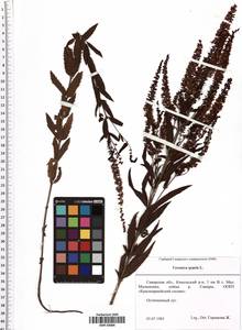 Veronica spuria L., Eastern Europe, Middle Volga region (E8) (Russia)