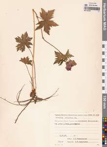 Geranium erianthum DC., Siberia, Chukotka & Kamchatka (S7) (Russia)