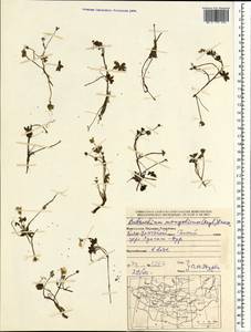 Ranunculus radicans C. A. Mey., Mongolia (MONG) (Mongolia)