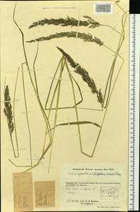 Calamagrostis chalybaea (Laest.) Fr., Eastern Europe, Eastern region (E10) (Russia)