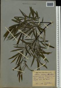 Salix elaeagnos, Eastern Europe, West Ukrainian region (E13) (Ukraine)