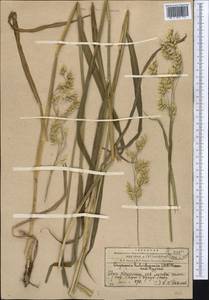 Piptatherum holciforme (M.Bieb.) Roem. & Schult., Middle Asia, Western Tian Shan & Karatau (M3) (Kazakhstan)