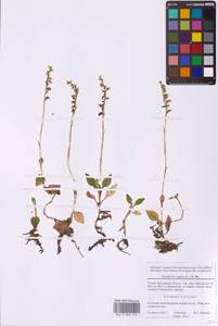 Goodyera repens (L.) R.Br., Eastern Europe, Moscow region (E4a) (Russia)